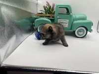 Mistletoe’s Light sable male , a male Pomeranian for sale in Columbus, MS – Photo 5 of 10