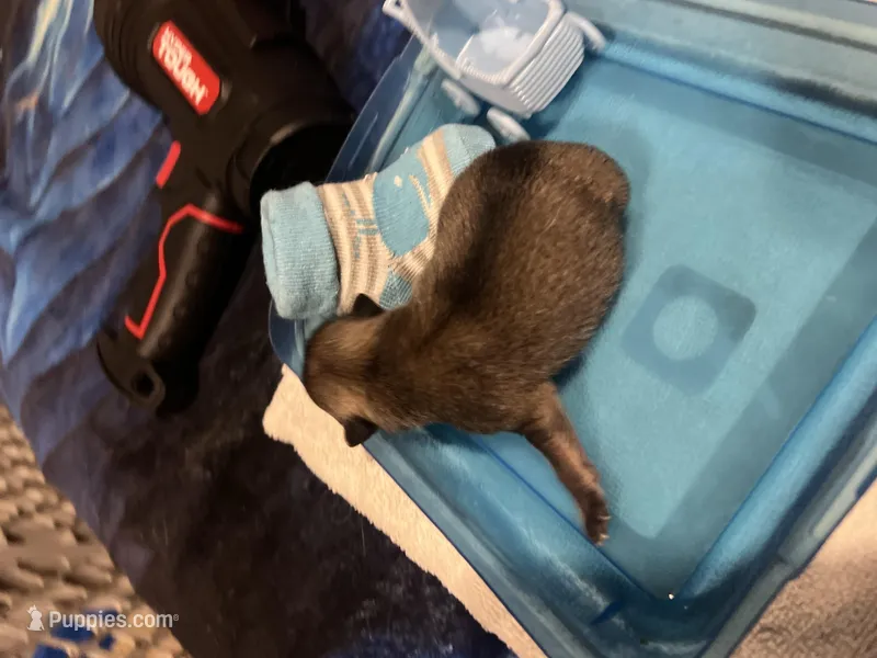 Mistletoe’s Light sable male 