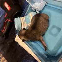 Mistletoe’s Light sable male , a male Pomeranian for sale in Columbus, MS – Photo 1 of 9