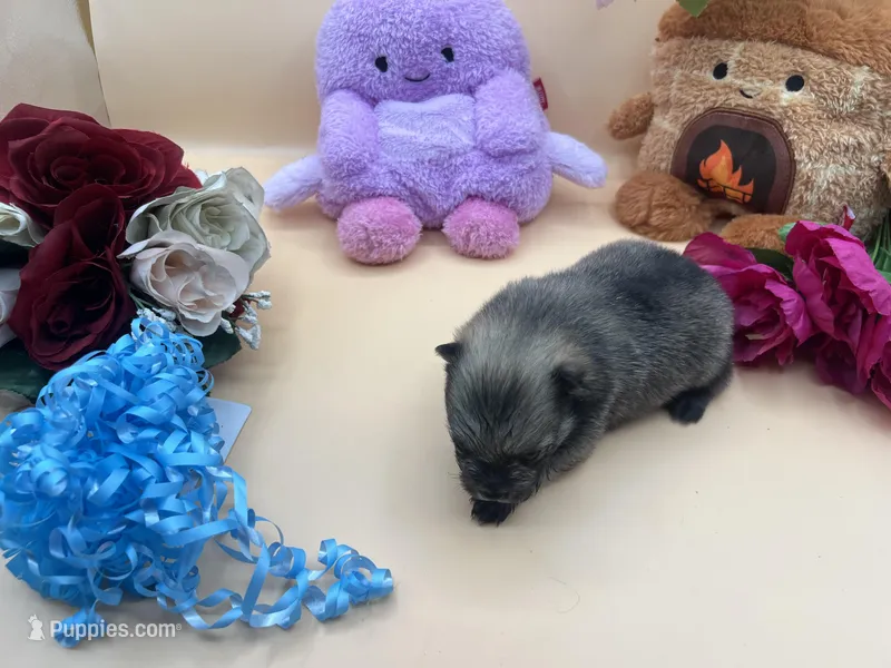 Mistletoe’s Light sable male  – Pomeranian puppy for sale in Columbus, MS