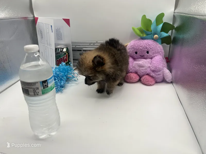 Mistletoe’s Light sable male  – Pomeranian puppy for sale in Columbus, MS