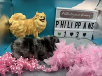 Blue Merle female (Pixie mom), a female Pomeranian for sale in Columbus, MS – 3 of 7