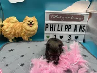 Sable white black female (Hollie mom), a female Pomeranian for sale in Columbus, MS – 3 of 5