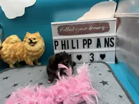 Sable white black female (Hollie mom), a female Pomeranian for sale in Columbus, MS – 5 of 5