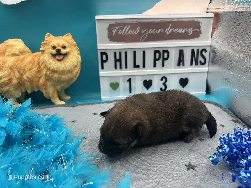 Chocolate and blue Merle male (tixie mom) – Pomeranian puppy for sale in Columbus, MS