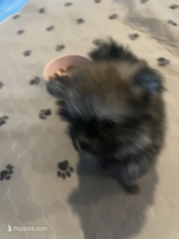 Fluffy  – Pomeranian puppy for sale in Columbus, MS