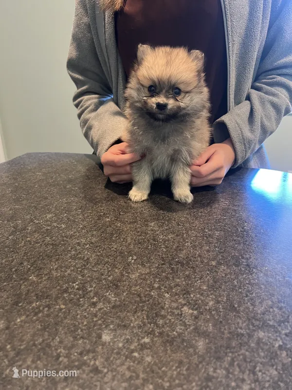 Sable male (mistletoe mom) – Pomeranian puppy for sale in Columbus, MS