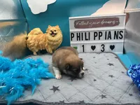 Brown and white (Jewel mom), a male Pomeranian for sale in Columbus, MS – 3 of 7