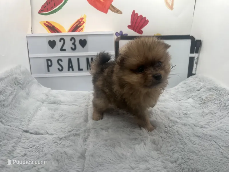 Chocolate Merle female (Pixie mom) – Pomeranian puppy for sale in Columbus, MS