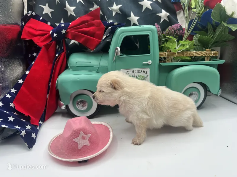 Cream/white female (Willow mom) – Pomeranian puppy for sale in Columbus, MS
