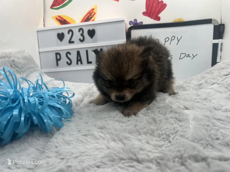 Brown and sable male (Hollie mom) – Pomeranian puppy for sale in Columbus, MS