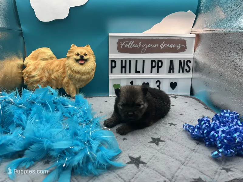 Brown and sable male (Hollie mom) – Pomeranian puppy for sale in Columbus, MS