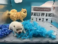 White male (Misty mom), a male Pomeranian for sale in Columbus, MS – 5 of 6