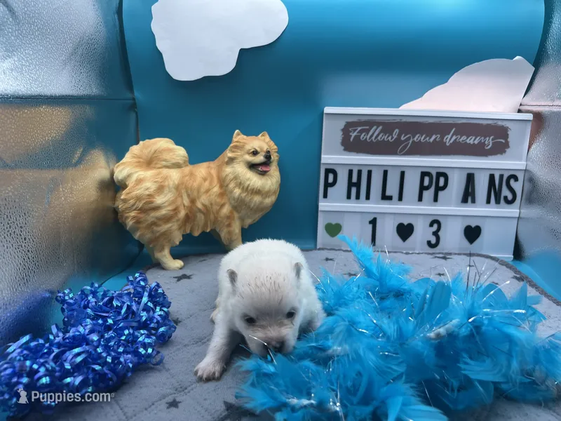 White male (misty mom) – Pomeranian puppy for sale in Columbus, MS