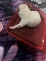Cream/white female (Willow mom), a female Pomeranian for sale in Columbus, MS – 5 of 5