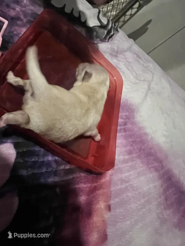 Cream/white female (Willow mom) – Pomeranian puppy for sale in Columbus, MS