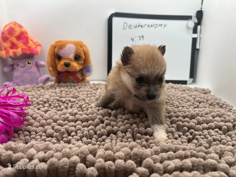Brown female (Jewel mom) – Pomeranian puppy for sale in Columbus, MS