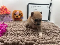 Sable female (Jewel mom), a female Pomeranian for sale in Columbus, MS – 2 of 10