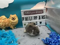 Tri parti male (Hollie mom), a male Pomeranian for sale in Columbus, MS – 7 of 8