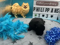 Black male (pixie mom), a male Pomeranian for sale in Columbus, MS – 8 of 8
