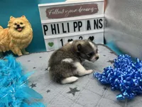 Tri parti male (Hollie mom), a male Pomeranian for sale in Columbus, MS – 6 of 8