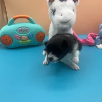 Faith black and white male, a male Pomeranian for sale in Columbus, MS – Photo 6 of 7