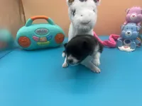 Faith black and white male, a male Pomeranian for sale in Louisville, MS – Photo 6 of 7