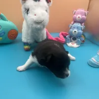 Faith black and white male, a male Pomeranian for sale in Columbus, MS – Photo 3 of 7