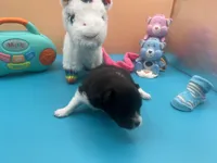 Faith black and white male, a male Pomeranian for sale in Louisville, MS – Photo 3 of 7