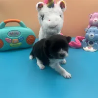 Faith black and white male, a male Pomeranian for sale in Columbus, MS – Photo 4 of 7