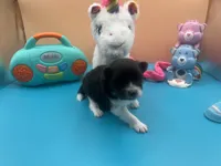 Faith black and white male, a male Pomeranian for sale in Louisville, MS – Photo 4 of 7