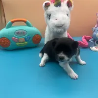 Faith black and white male, a male Pomeranian for sale in Columbus, MS – Photo 5 of 7