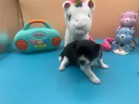 Faith black and white male, a male Pomeranian for sale in Louisville, MS – Photo 5 of 7