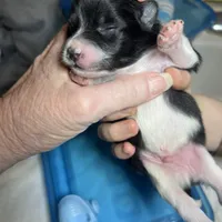 Faith black and white male, a male Pomeranian for sale in Columbus, MS – Photo 1 of 7