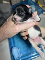 Faith parti male two, a male Pomeranian for sale in Louisville, MS – Photo 1 of 2