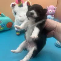 Faith black and white male, a male Pomeranian for sale in Columbus, MS – Photo 7 of 7