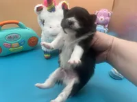 Faith black and white male, a male Pomeranian for sale in Louisville, MS – Photo 7 of 7