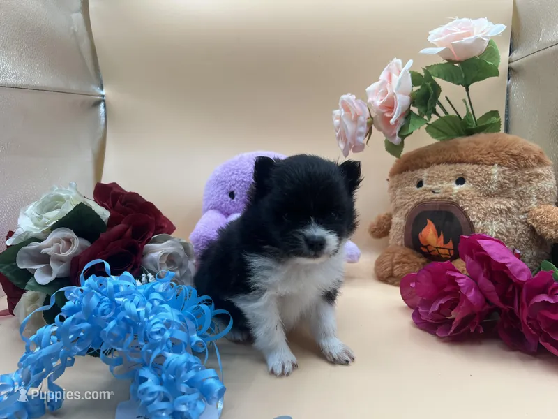 Faith black and white male – Pomeranian puppy for sale in Columbus, MS