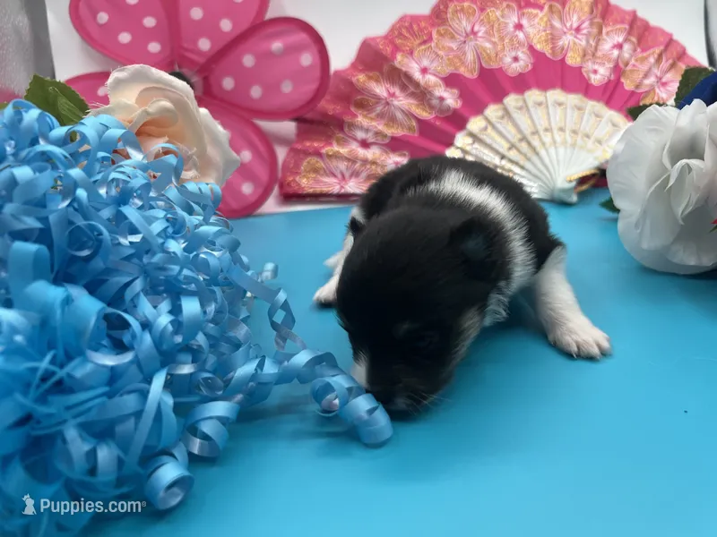 Black and white male (Cinderella mom) – Pomeranian puppy for sale in Columbus, MS