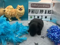 Black male (pixie mom), a male Pomeranian for sale in Columbus, MS – 4 of 8