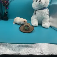 Cream male, a male Pomeranian for sale in Columbus, MS – Photo 6 of 10