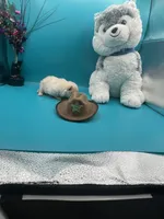 Cream male, a male Pomeranian for sale in Louisville, MS – Photo 6 of 10