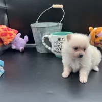 Cream male, a male Pomeranian for sale in Columbus, MS – Photo 10 of 10