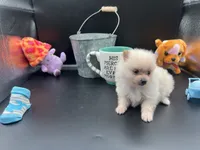 Cream male, a male Pomeranian for sale in Louisville, MS – Photo 10 of 10