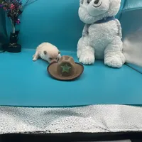 Cream male, a male Pomeranian for sale in Columbus, MS – Photo 9 of 10