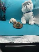 Cream male, a male Pomeranian for sale in Louisville, MS – Photo 9 of 10