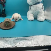 Cream male, a male Pomeranian for sale in Columbus, MS – Photo 2 of 10