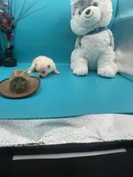 Cream male, a male Pomeranian for sale in Louisville, MS – Photo 2 of 10