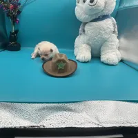 Cream male, a male Pomeranian for sale in Columbus, MS – Photo 8 of 10