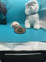 Cream male, a male Pomeranian for sale in Louisville, MS – Photo 8 of 10